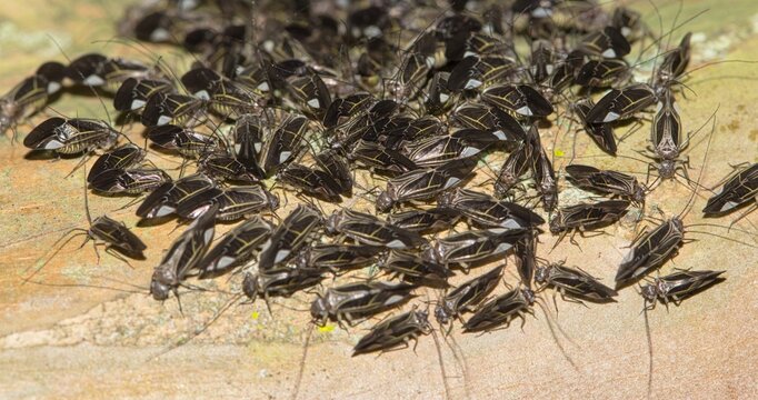 Common Barklouse colony Cerastipsocus venosus adult insects eating lichen on Crepe Myrtle tree selective focus.