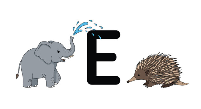 An educational animal alphabet illustration for the letter E featuring a cute elephant spraying water and an echidna.