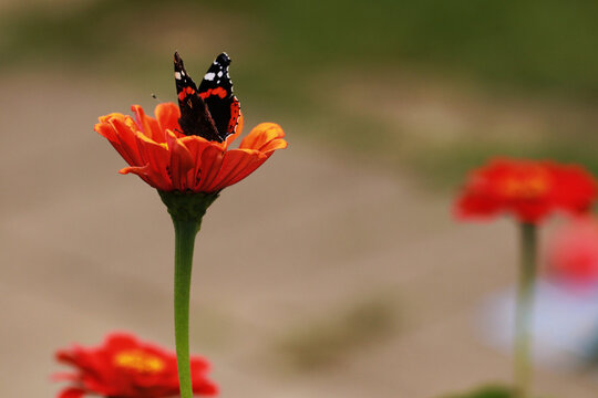 Butterflies are perched on zinia flowers