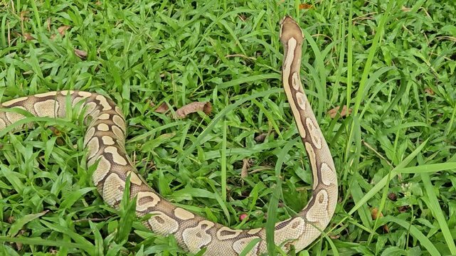A stunning Ball Python with a beautiful patterned skin glides through lush green grass, showcasing its alert and graceful posture in its natural environment