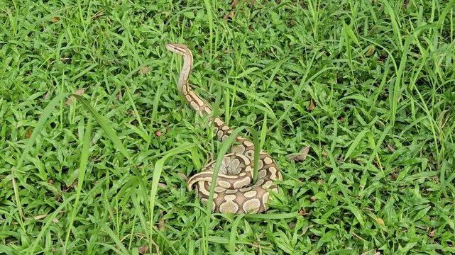 A stunning Ball Python with a beautiful patterned skin glides through lush green grass, showcasing its alert and graceful posture in its natural environment