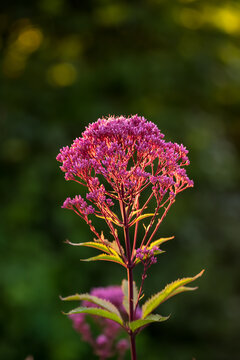 Closeup, plant and growth with flower in forest for ecology, blooming season and botanical. Bokeh, leaves or joe pye weed for botany flowering, spring vegetation and wilderness conservation in nature