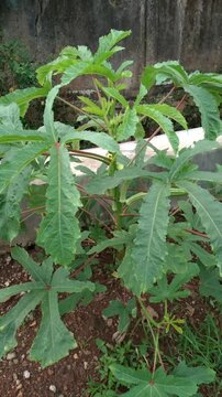 Close up of Giant Okra plants thrive in the fields. Also called Bendi, Okra or Abelmoschus esculentus, Lady's fingers. Vegetable plants