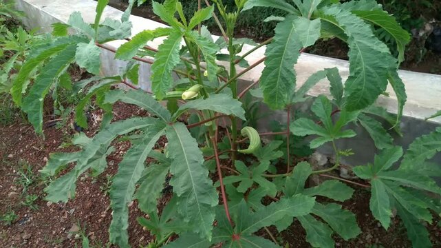 Giant Okra plants thrive in the fields. Also called Bendi, Okra or Abelmoschus esculentus, Lady's fingers. Vegetable plants
