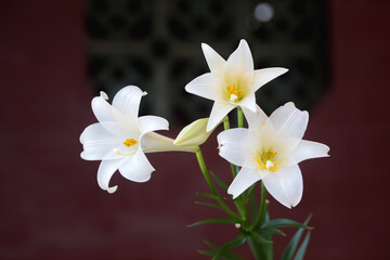 White lily (Lilium longiflorum) blooming in front of ancient architecture 