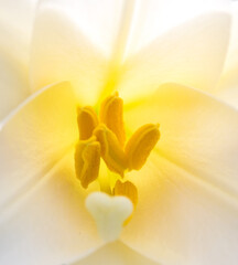 Close-up of white lily (Lilium longiflorum) stamens 