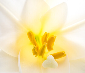 Close-up of white lily (Lilium longiflorum) stamens 