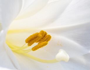 Close-up of white lily (Lilium longiflorum) stamens 