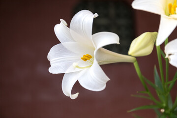 White lily (Lilium longiflorum) blooming in front of ancient architecture 