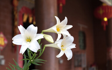 White lily (Lilium longiflorum) blooming in front of ancient architecture 