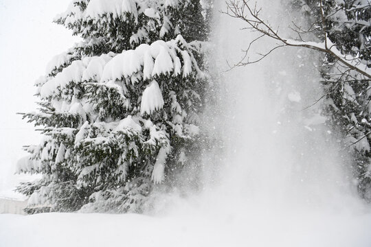 neve nevicata alberi 