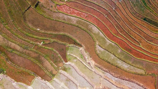 Layers of Vietnam hillside terraced into pattern water filled colourful brown rice paddies. Curved terraces at different stages pf preparation prior to growing season. Aerial lift reveal.