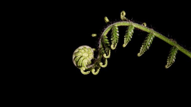 Cyathea genus naturally uncoil growing springing into life. Macro close up follow , black background.