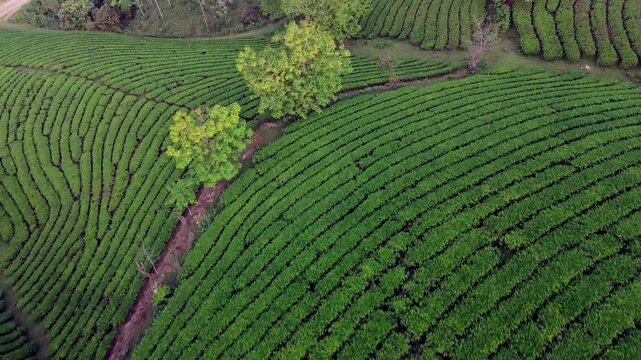 Tea plantation Vietnam. Undulating lumpy waving hills covered in lush green farmland creating a mystic fairytale manicured landscape. Drone Birds Eye fly over.