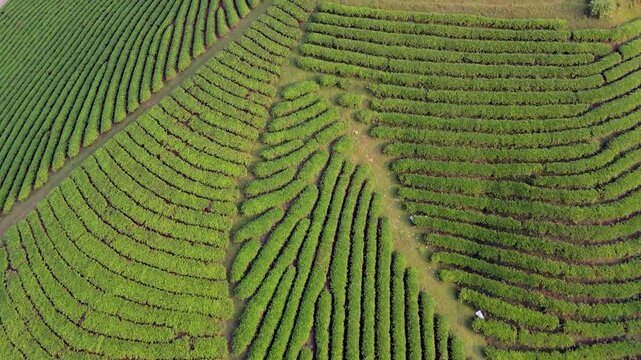 Tea plantation Vietnam. Undulating lumpy waving hills covered in lush green farmland creating a mystic fairytale manicured landscape. Drone Birds Eye fly over early morning.