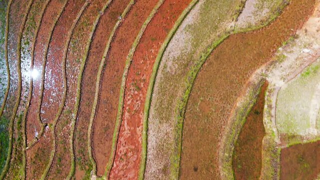Layers of Vietnam hillside terraced into pattern water filled colourful brown rice paddies, prior to growing season. Curves from above with hut.