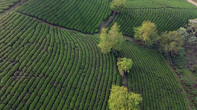 Tea plantation Vietnam. Undulating lumpy waving hills covered in lush green farmland with trees creating a mystic fairytale manicured landscape. Drone Birds Eye fly over.