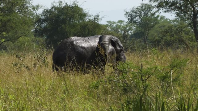 Male forest elephant walks across a clearing of tall grass. His skin glistens in the sun; he has apparently taken a mud bath. Forest elephants are smaller and less common than savanna elephants.
