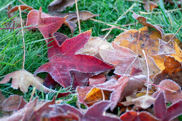 Red autumn leaf covered in morning frost on grass The Concept of Seasonal Change