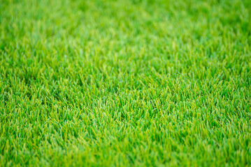 Detailed texture of a synthetic lawn for sports The Concept of Athletic Surfaces