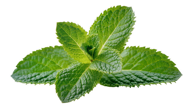 Vibrant green fresh mint leaves close-up view