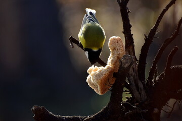 A titmouse pecks a crust of bread while sitting on a tree branch © andrys lukowski