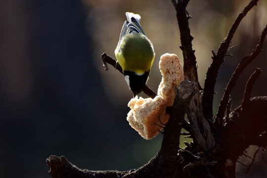 A titmouse pecks a crust of bread while sitting on a tree branch