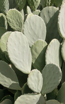 Cactus Leaf" Images  Browse 1,072 Stock Photos, Vectors, and Video | Adobe  Stock