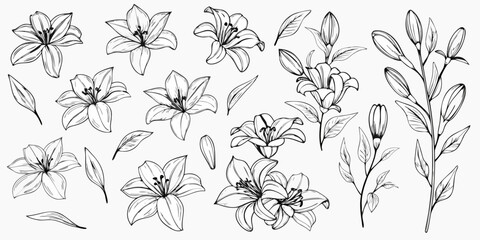 Elegant black and white floral sketch featuring multiple lily blossoms © Nasir