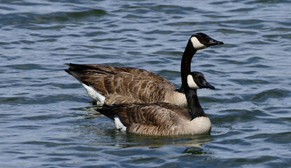 two canada geese swimming in lower derby lake along the wildlife drive in spring  at rocky mountain arsenal national wildlife refuge in aurora, colorado © Nina