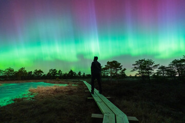 Lone man standing on wooden boardwalk watching vibrant Northern Lights aurora borealis over swamp...