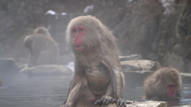 Two Japanese macaques rest by the edge of a hot spring in Jigokudani, calmly observing their surroundings in the chilly mountain environment.