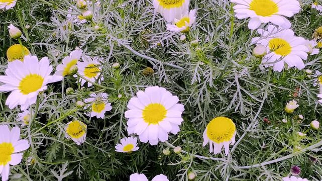 Anthemis cotula (Stinking Chamomile)