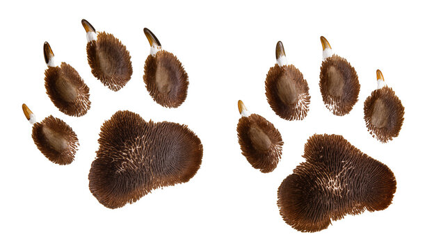 Brown furry animal paw prints pair close-up view