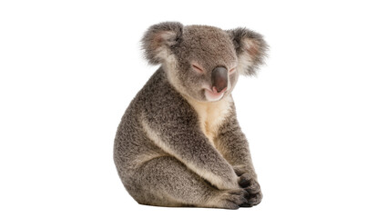 Gray fluffy Koala sitting calmly with closed eyes © Laura