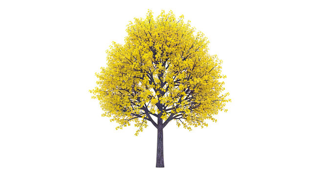 Golden Yellow Tree in Full Bloom