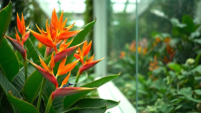 Stunning Bird of Paradise flower, orange blooms and green leaves at greenhouse. Tropical plants, flora in bloom.