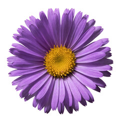 Fototapeta premium Vibrant purple aster flower with a bright yellow center