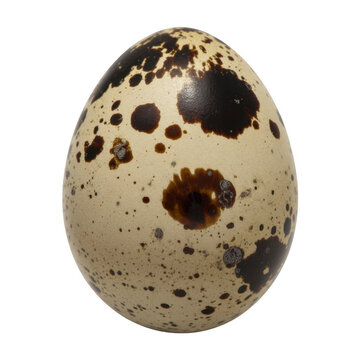 Single speckled quail egg with brown spots isolated on a clean white background isolated on a transparent background