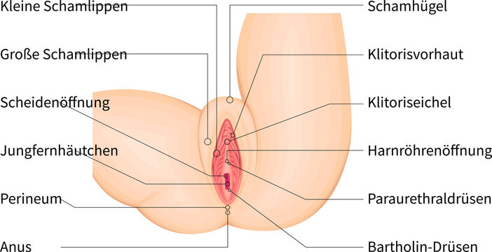 Detailed vulva anatomy medical illustration with labeled external female genitalia