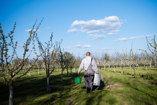 Farmer carrying equipment walking in blooming orchard