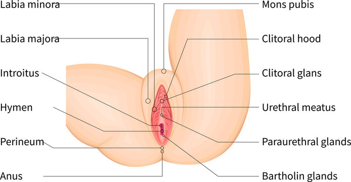 Detailed vulva anatomy medical illustration with labeled external female genitalia