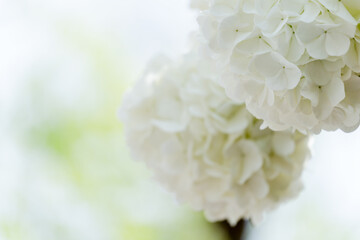 The hydrangea blooms in spring, with its pure white flower heads standing out against the green...