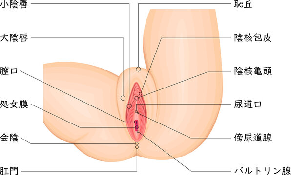 Detailed vulva anatomy medical illustration with labeled external female genitalia