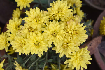 Obraz premium Beautiful Yellow chrysanthemum flowers closeup in the winter garden, Closeup of Chrysanthemum flower, Field of the Yellow Chrysanthemum, Beautiful Yellow flower blooming in nature.