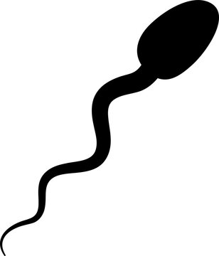 sperm cell
