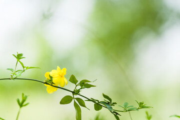 A backdrop of fading spring colors, with close-up shots of yellow flower heads and stems