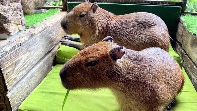  Close-up of a Capybara Being Hand-fed a Long Blade of Grass