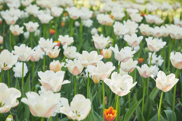Fototapeta premium Many blooming white tulips, close-up
