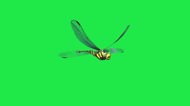 Realistic Dragonfly flying on sky close up view side angle Isolated on Green Screen for Visual Effects Production 3d render Dragonfly flying on sky side angle Isolated on Green Screen